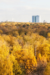 阳光明媚的秋天黄森林和现代公寓楼在地平线上建造图片