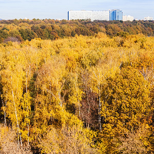在阳光明媚的秋天黄树林和大现代房子在地平线上图片