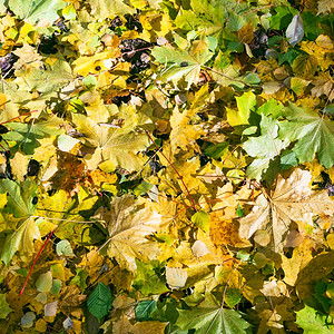 自然背景秋季森林的黄树绿叶和白落产生的垃圾图片