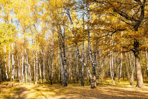 在阳光明媚的秋天在橡树和白林中欢乐图片
