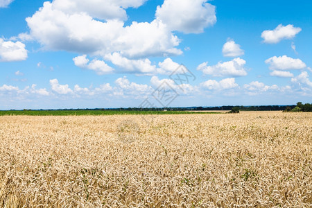 在阳光明媚的夏日青蓝天空和白云覆盖成熟小麦田地上的风景图片