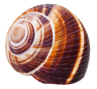 白色背景隔离的陆地蜗牛空螺旋软体壳图片