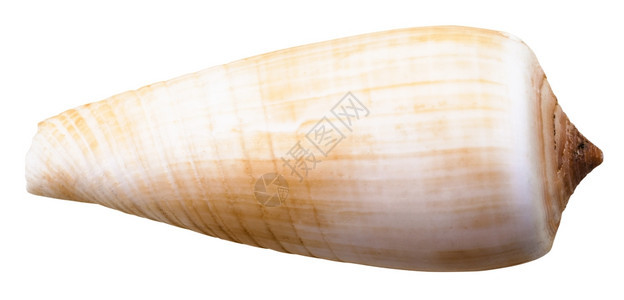 白底孤立的海锥蜗牛软体壳图片