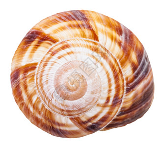 白色背景隔离的陆地蜗牛螺旋软体壳图片