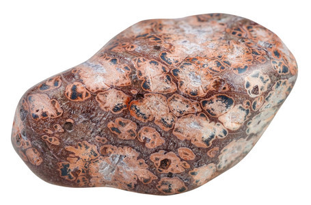 天然矿物石JaguarStoneOberbisionJasper来自马达加斯白背景孤立的宝石图片
