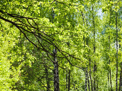 天然背景绿林中的橡树枝和图片