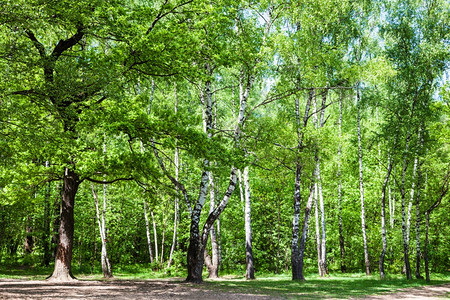自然背景阳光明日清扫绿橡树和白木林图片