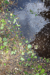 春水坑表面的青绿树叶白猫皮和花粉在泉水中坠落白花和藻类粉是季节过敏口服综合征的自然来源图片