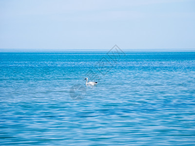 保加利亚索佐波尔镇附近的黑海蓝水中漂浮的白天鹅图片