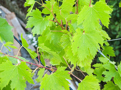 塔萨雷沃葡萄园中的绿叶布加葡萄酒区里雅图片