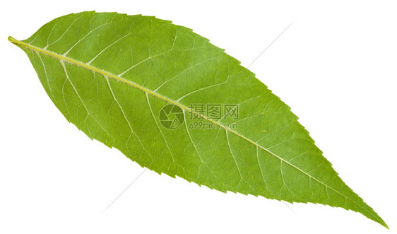 白底孤立的FraxinusExpersior树绿叶阿什欧洲灰常见的背面图片