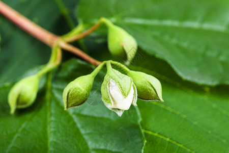 蜂蜜果树的白芽灌木紧闭着绿叶背景图片