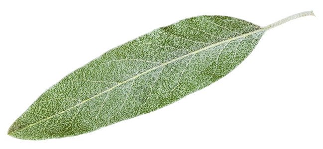 白背景下沙枣silverberryoleasterElaeagnusangustifolia的银叶图片