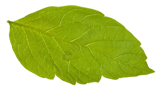 Acernegundo山灰树绿叶背面白底隔离的色树图片