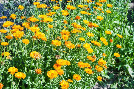 在阳光明媚的夏日在乡村花园棚的橘子菊图片