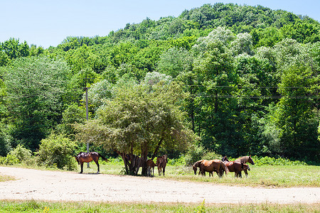 阳光夏日北高加索地区Shapsugskaya村附近低山下有马群的农村景观图片