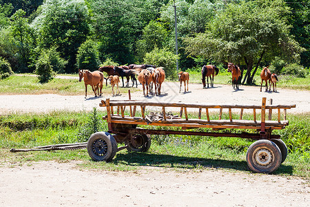阳光夏日北高加索地区Shapsugskaya村附近低山下有大批马和木制车的农村景观图片