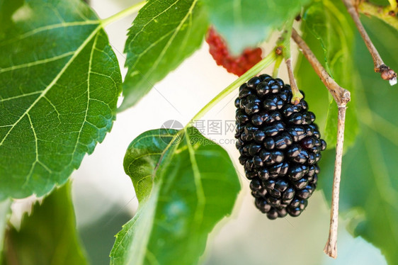 莫鲁斯树上黑木莓莫鲁斯的图片