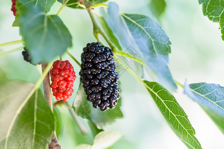 黑莓树上和红木背景图片