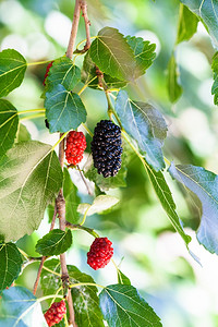 黑莓树黑桑树桑树上黑色和红色浆果的细枝在阳光明媚的日子里收拢图片