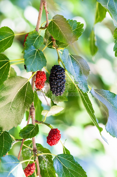 黑莓树黑桑树桑树上黑色和红色浆果的细枝在阳光明媚的日子里收拢图片