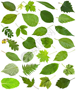白色上孤立的一连串有色绿叶子青莓芒果阿塞尔桑布库大莓比奇fernfraxinos灰橡树皮薄粉蜂蜜石灰卡拉加纳acacia等背景图片