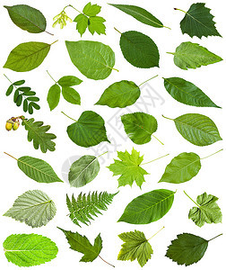 白色上孤立的一连串有色绿叶子青莓芒果阿塞尔桑布库大莓比奇fernfraxinos灰橡树皮薄粉蜂蜜石灰卡拉加纳acacia等图片