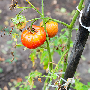 雨后菜园花椰子上的红西番茄高清图片
