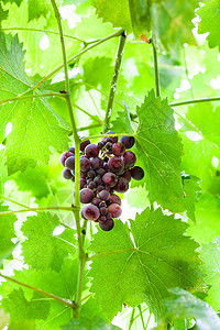 夏日绿叶中熟的黑红葡萄图片
