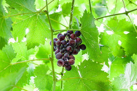 夏日的绿树叶里一群熟的黑红葡萄图片