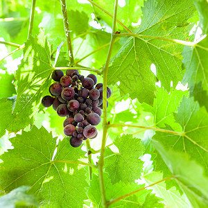 在阳光明媚的夏日葡萄上长熟的黑红葡萄图片