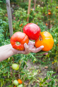 女手握成熟的西红柿和叶背景是蔬菜花园图片