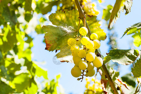在阳光明媚的白天在葡萄树上种着一帮成熟的白葡萄图片