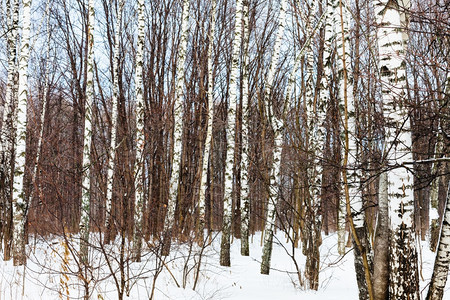 寒冷的树林中图片