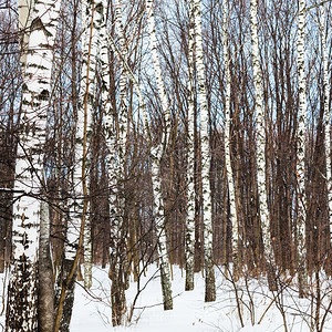 寒冷的森林中植树图片