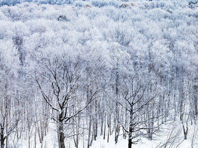 寒冬清晨雪覆盖的树林中橡图片