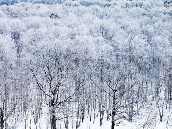 寒冬清晨雪覆盖的树林中橡图片