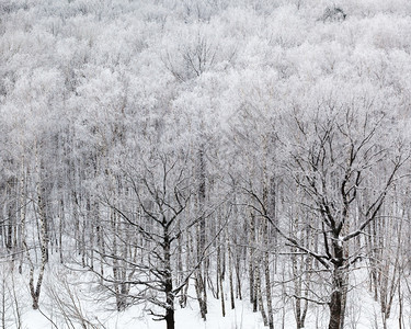 在寒冬冷的雪中图片