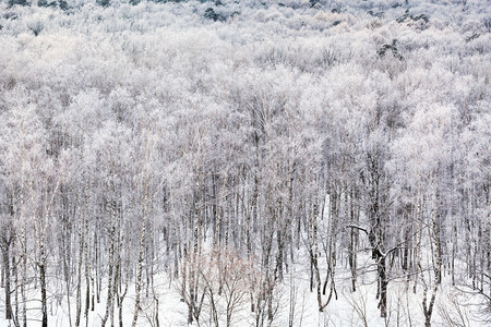 寒冬冷的雪笼罩着图片