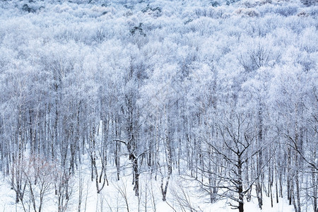 寒冬清晨下雪覆盖的森林图片