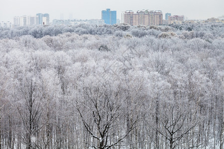 覆盖城市在寒冷的冬日雪覆盖的森林背景