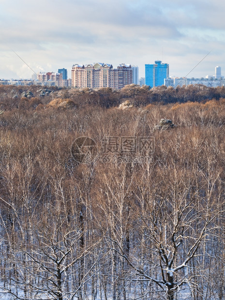 在寒冷的冬季日照阳光亮的森林中城市建筑和树顶图片