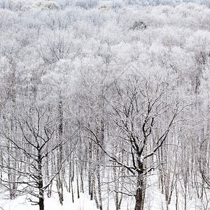 在寒冬冷的森林中裸露树干图片