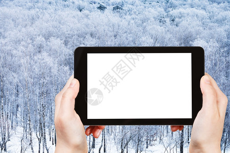 天气概念手握平板在冬季将屏切断在冬季背景上将冻林放在背景上图片