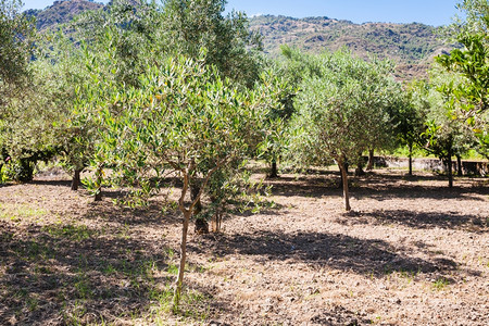 意大利的农业旅游西里花园的年轻橄榄树林图片