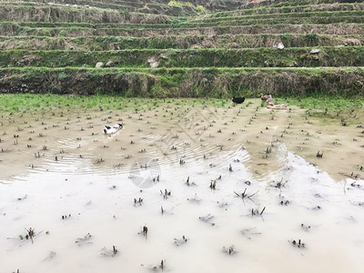 前往春季在长正稻田DragonsBackbone梯田长吉稻的Dazhai长正稻田的Dazhai农庄稻田上的鸭子图片