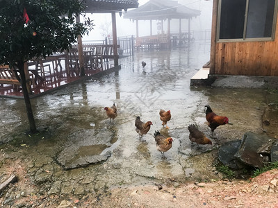 春雨季节前往在DazhaiLongshengriceTerrace龙的Backbone梯田长吉大水地区天图村广场的鸡图片