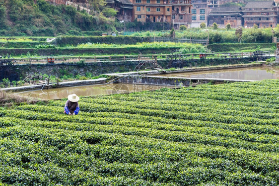 春季在三江东自治县成阳村灌溉运河附近的茶田农民前往旅游图片