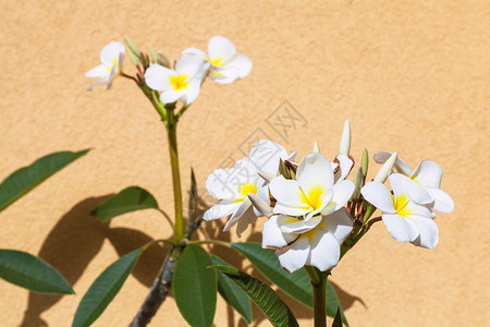 意大利西里GiardiniNaxos镇黄石膏墙附近的白花图片