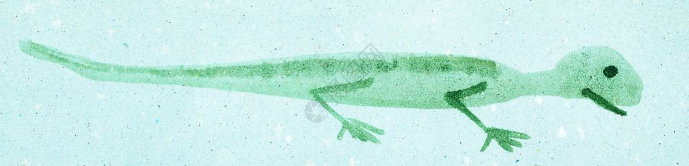 以水彩油漆为特色用水彩涂料进行sudibokuga风格的培训蓝彩纸上的绿蜥蜴图片